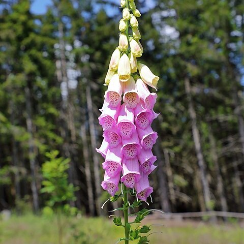 Digitalis unspecified picture