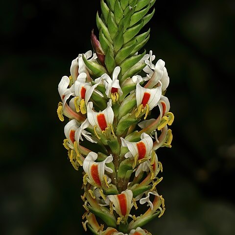 Hebenstretia repens unspecified picture