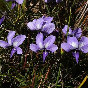 Viola decumbens unspecified picture