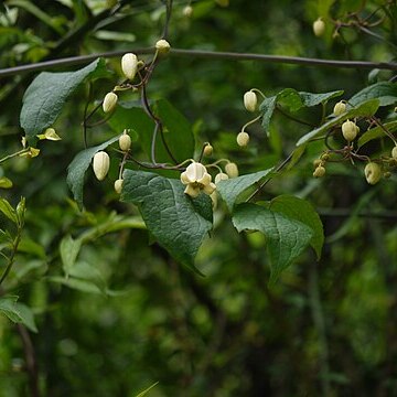 Clematis connata unspecified picture