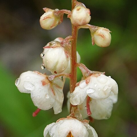 Pyrola norvegica unspecified picture