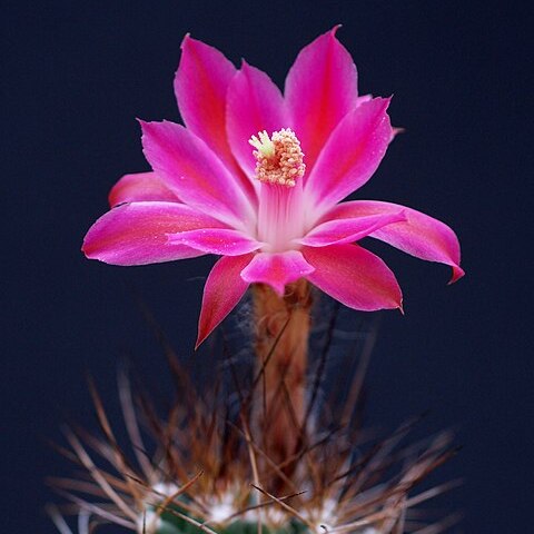 Borzicactus unspecified picture