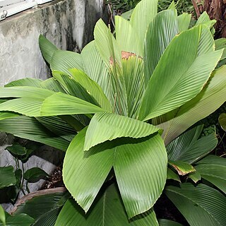 Iguanura wallichiana var. major unspecified picture