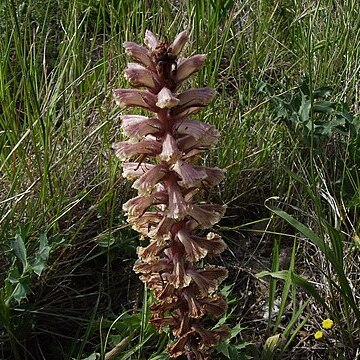 Orobanche unspecified picture