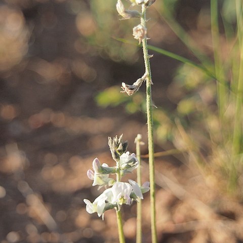 Glycine falcata unspecified picture