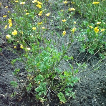 Ranunculus caucasicus unspecified picture