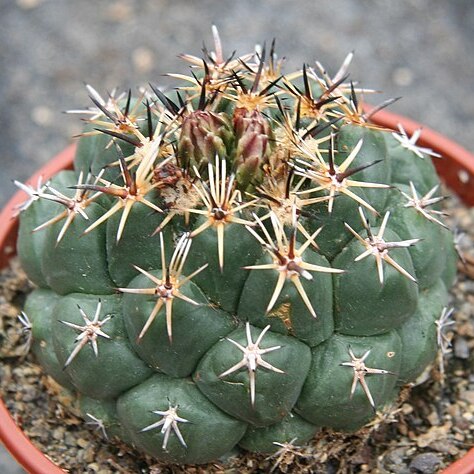 Coryphantha salinensis unspecified picture