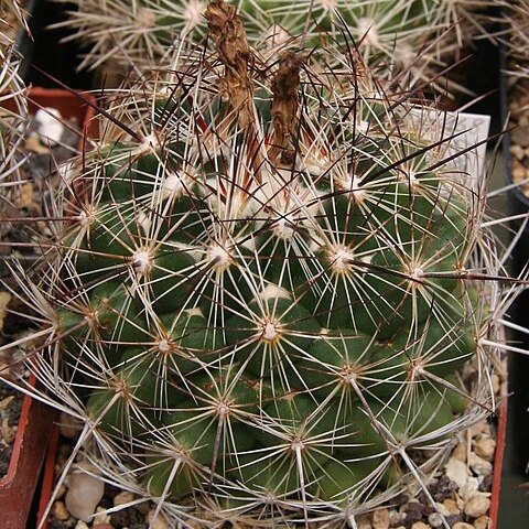 Coryphantha nickelsiae unspecified picture