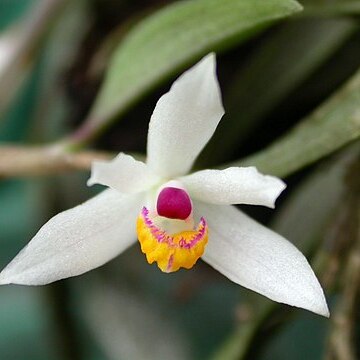 Loefgrenianthus blanche-amesiae unspecified picture