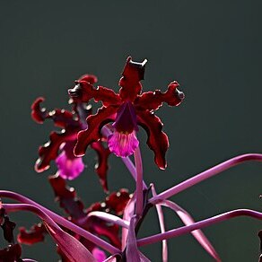 Laelia splendida unspecified picture