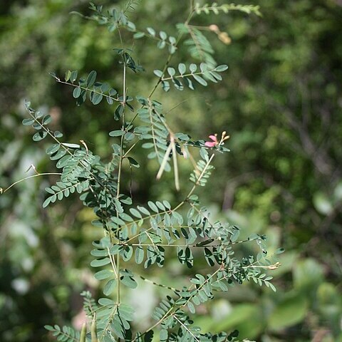 Indigofera dendroides unspecified picture