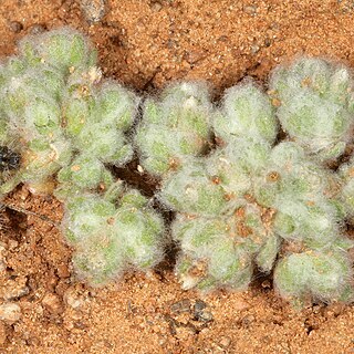 Lasiopogon muscoides unspecified picture