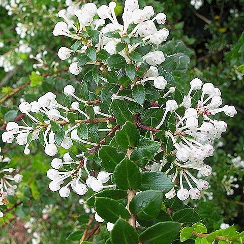 Gaultheria insana unspecified picture