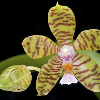 Phalaenopsis reichenbachiana unspecified picture