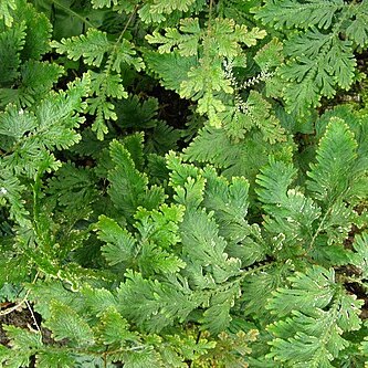 Selaginella lyallii unspecified picture