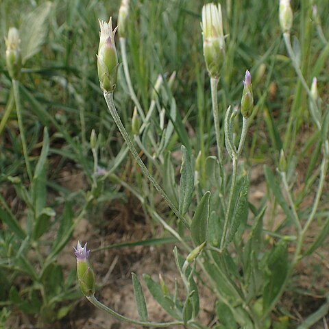 Chardinia orientalis unspecified picture