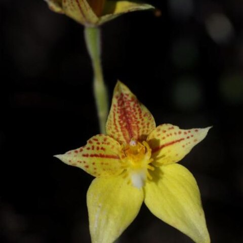 Caladenia flava subsp. maculata unspecified picture