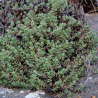 Crassula dependens unspecified picture