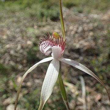 Caladenia longicauda subsp. redacta unspecified picture