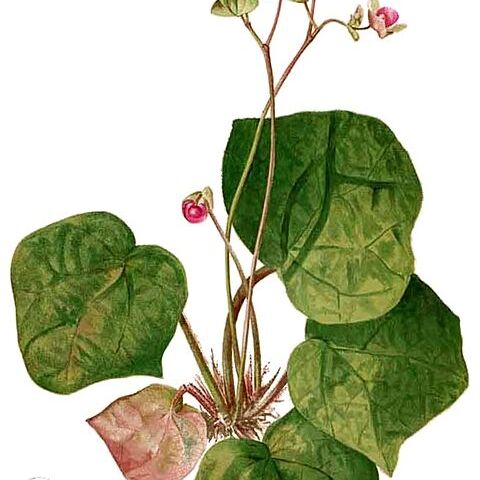 Begonia nigritarum unspecified picture