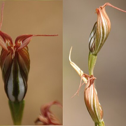 Pterostylis recurva unspecified picture