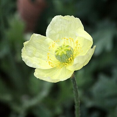 Papaver lapponicum unspecified picture