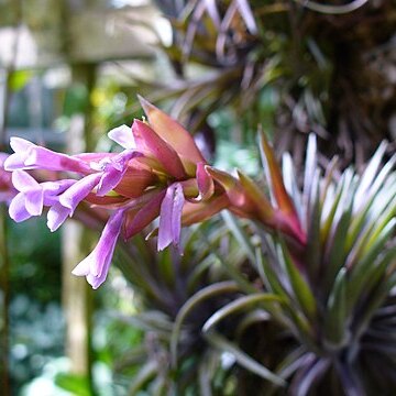 Tillandsia neglecta unspecified picture