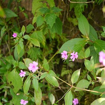 Impatiens gardneriana unspecified picture