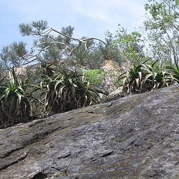 Aloe mawii unspecified picture