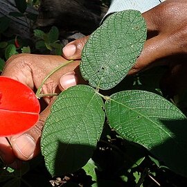 Periandra coccinea unspecified picture