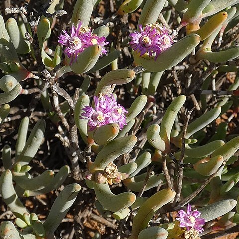 Ruschia burtoniae unspecified picture