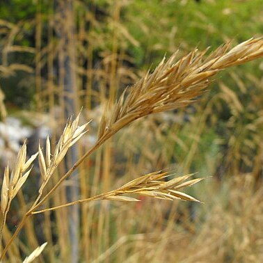 Festuca californica unspecified picture