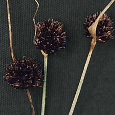 Juncus mertensianus unspecified picture