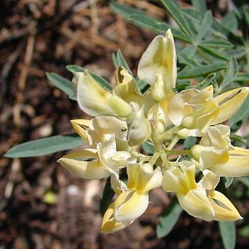 Lupinus angustiflorus unspecified picture