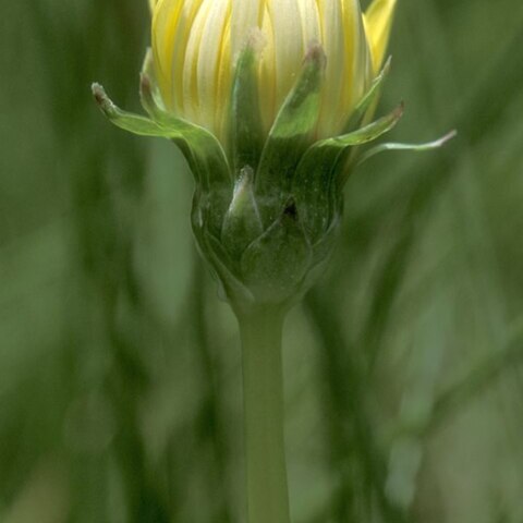 Taraxacum californicum unspecified picture