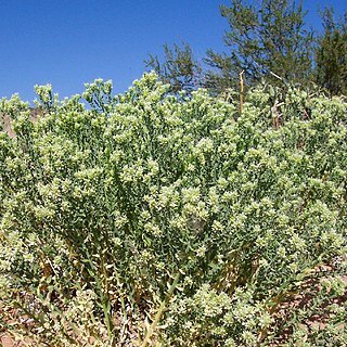 Petalonyx thurberi unspecified picture