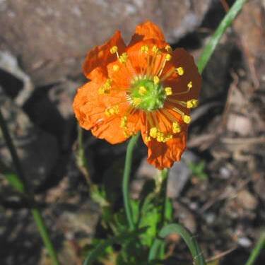 Papaver californicum unspecified picture