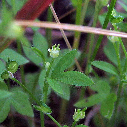 Ranunculus hebecarpus unspecified picture