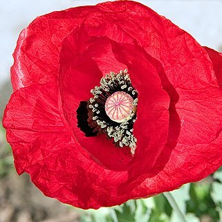 Papaver glaucum unspecified picture