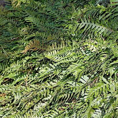 Polypodium unspecified picture