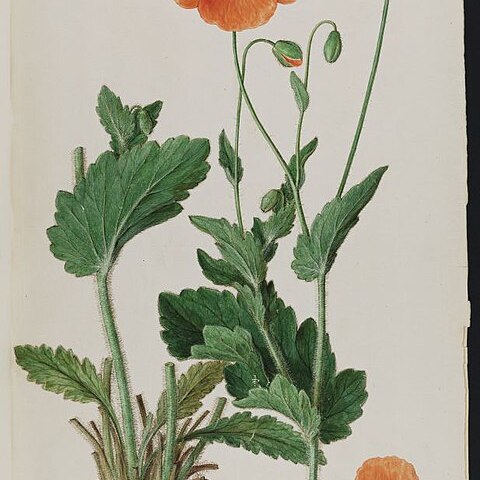 Papaver pilosum unspecified picture