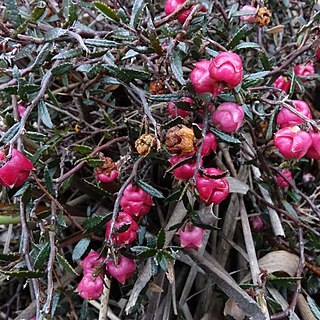 Gaultheria macrostigma unspecified picture