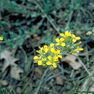 Physaria vitulifera unspecified picture