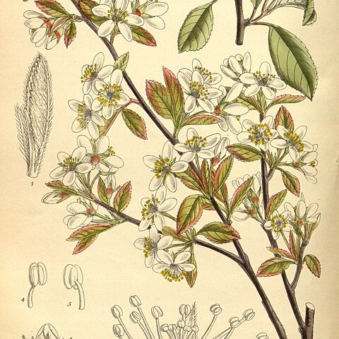 Amelanchier bartramiana unspecified picture