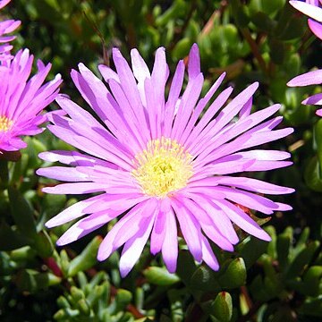 Lampranthus falciformis unspecified picture