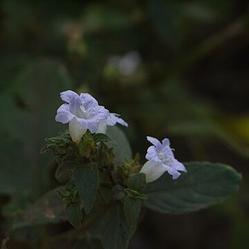 Strobilanthes ixiocephala unspecified picture