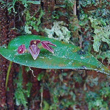 Pleurothallis matudana unspecified picture