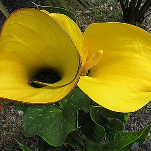 Zantedeschia jucunda unspecified picture