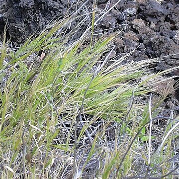 Panicum konaense unspecified picture