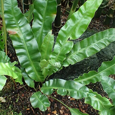 Elaphoglossum tovarense unspecified picture